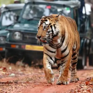 golden-triangle-tour-with-ranthambore